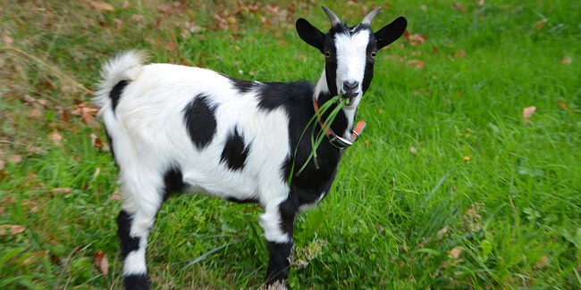 Qu'est-ce qui affecte l'espérance de vie d'une chèvre ?