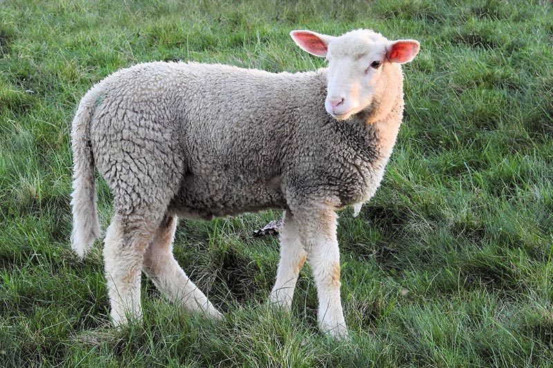 Qu’est-ce qu’un mouton à grosse queue : races, caractéristiques distinctives