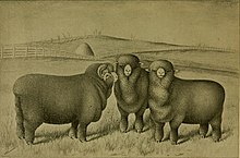 Qui est l'ancêtre du mouton ?