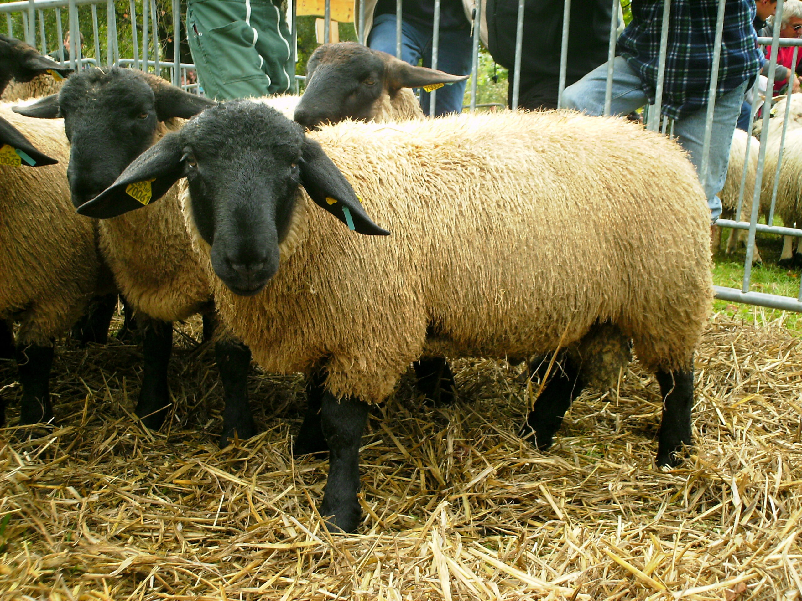 Race anglaise de mouton Suffolk : apparence, description des moutons et béliers de la race