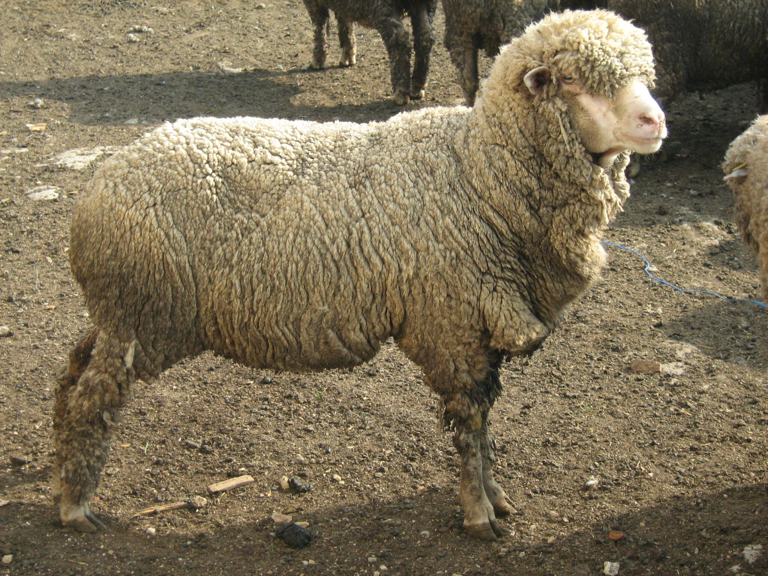 Race de mouton Askani