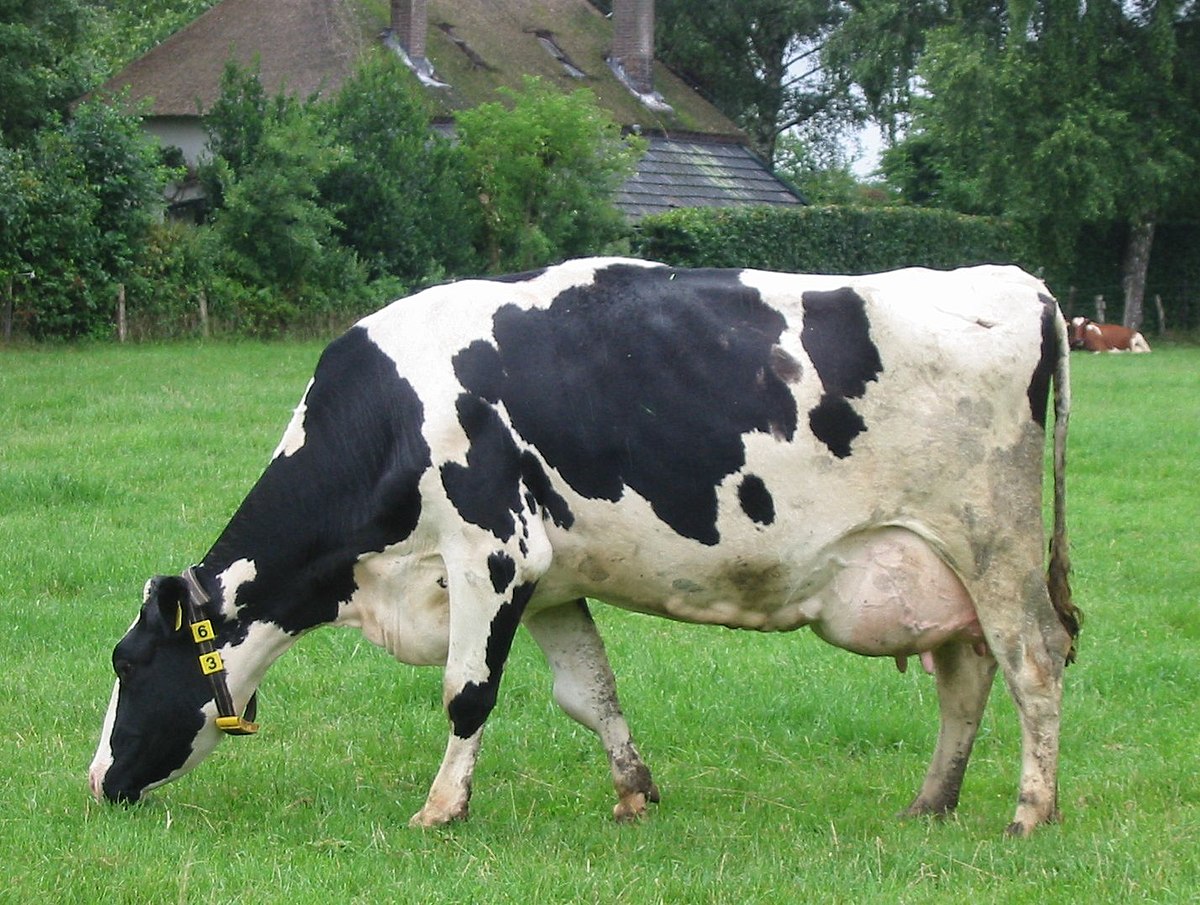 Race de vache hollandaise