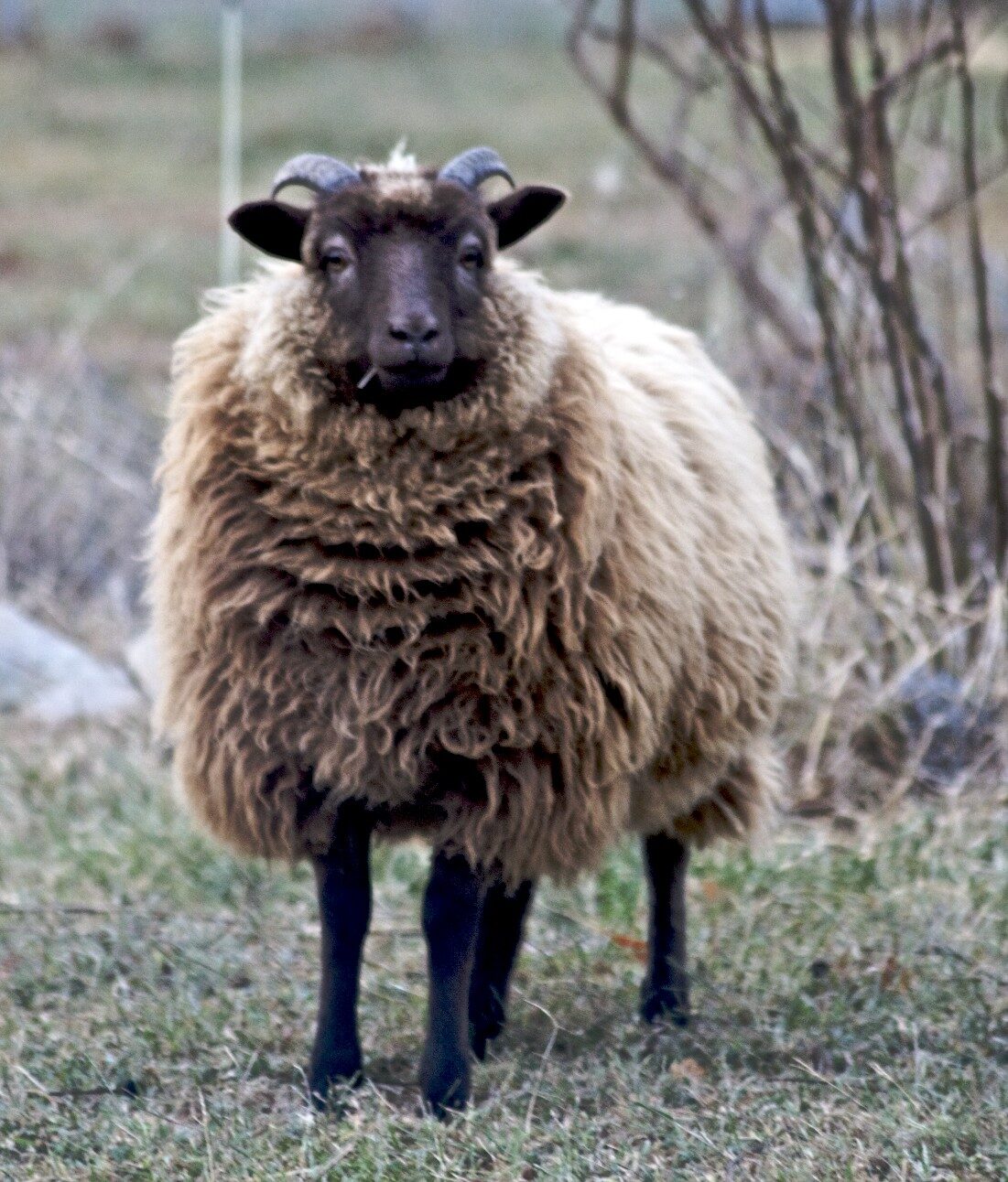 Race de viande et de laine de mouton Tashlinskaya: description, origine, élevage