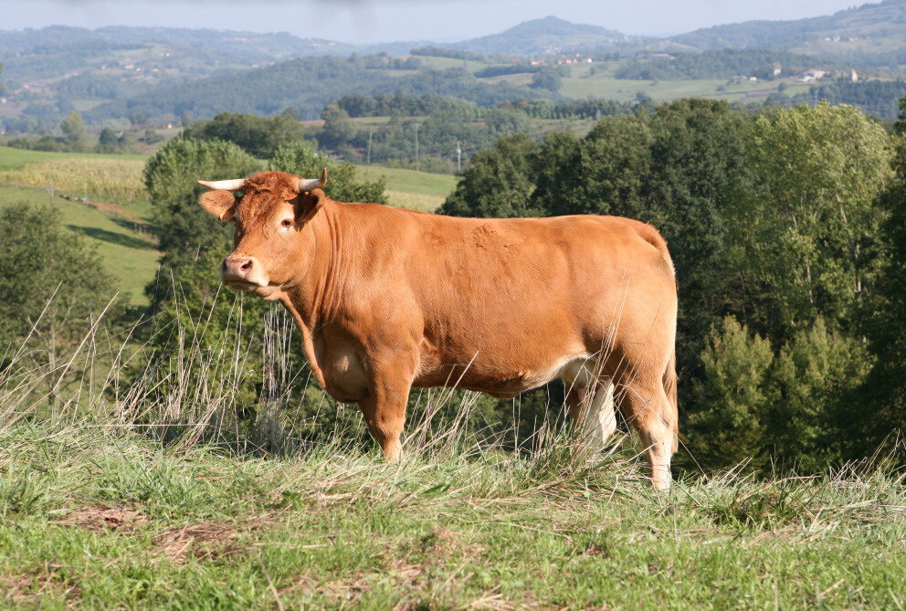 Race vache Limousin