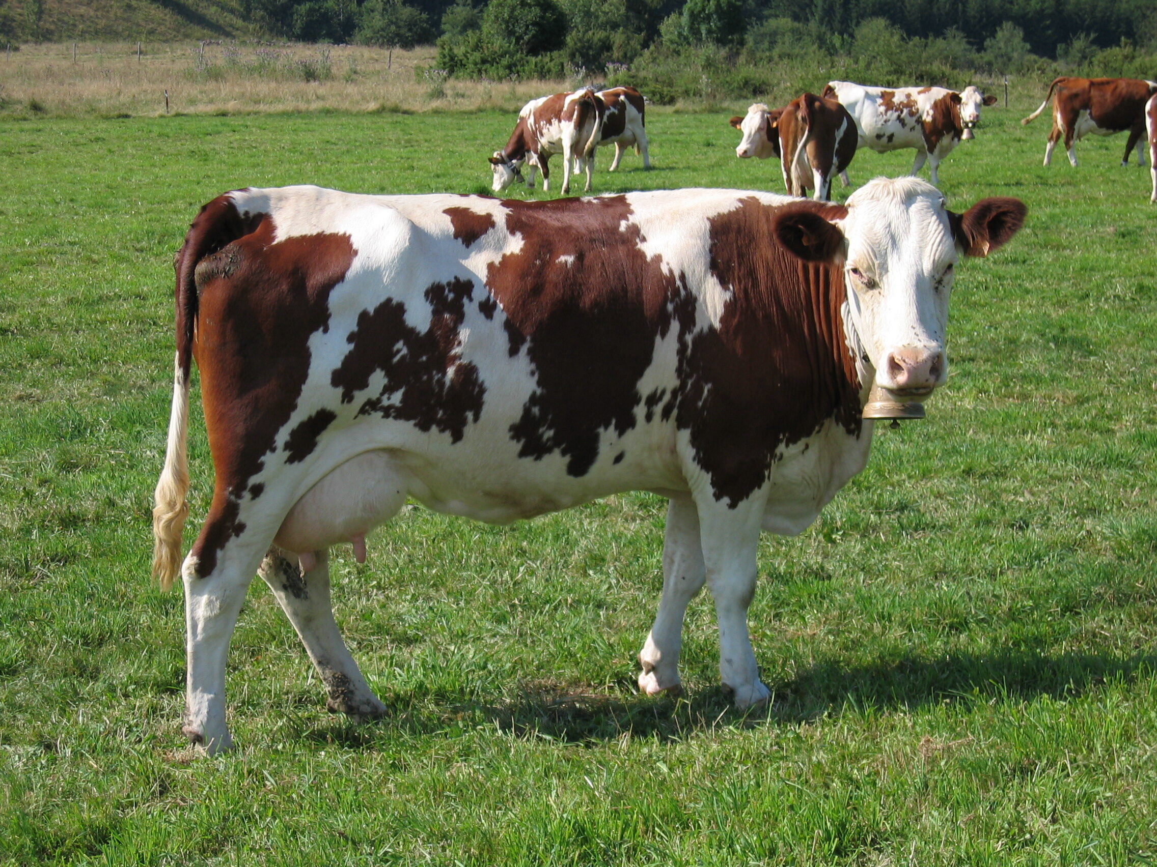 Race vache Montbéliarde