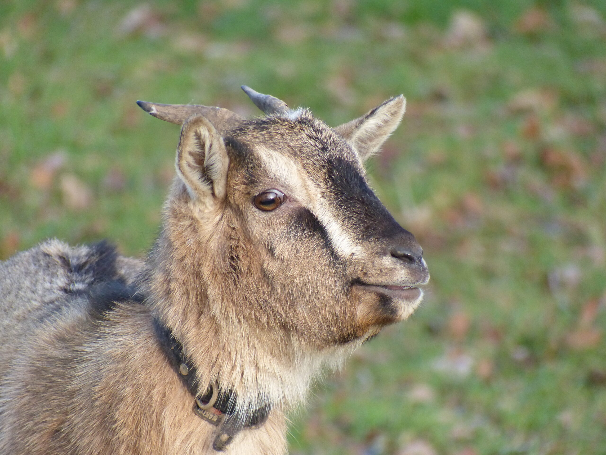 Races de chèvres naines avec photos et descriptions