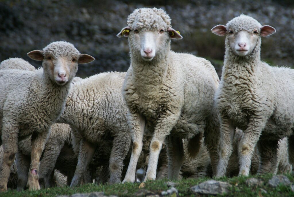 Races de moutons à toison fine