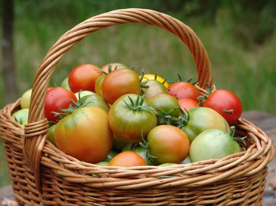 Récolte en 100 jours : pourquoi les résidents d'été adorent les tomates Blagovest – description et caractéristiques de la variété, culture et entretien