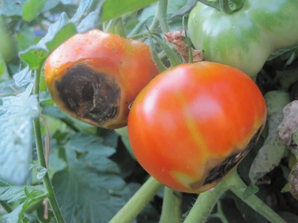 Reconnaître rapidement – ​​guérir à temps : pourquoi la pourriture apicale se produit sur les tomates et comment y remédier