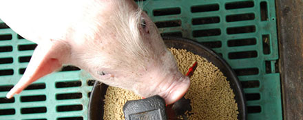 Régime alimentaire et normes d'alimentation pour les porcs