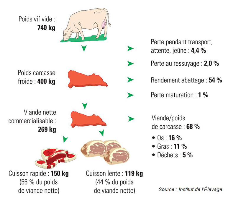 Rendement en viande bovine par rapport au poids vif : tableau