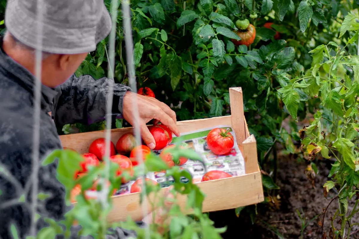 Si le goût est important pour vous, choisissez de grandes variétés de tomates, aussi bien en pleine terre qu'en serre.