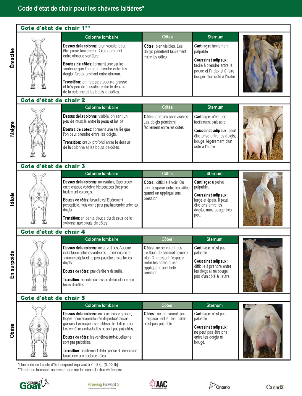Signes de chasse et caractéristiques de l'accouplement chez les chèvres