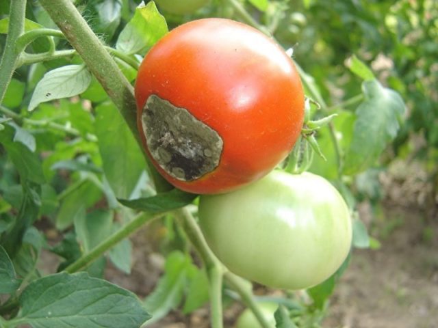 Sous bonne protection : comment bien diluer et utiliser une solution d'acide borique pour pulvériser les tomates