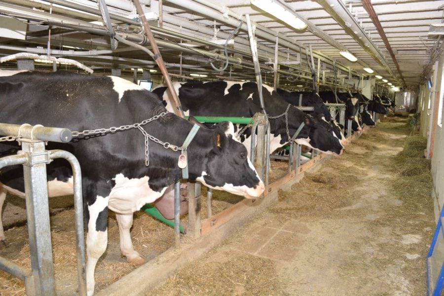 Technologie de stabulation attachée et libre pour les vaches