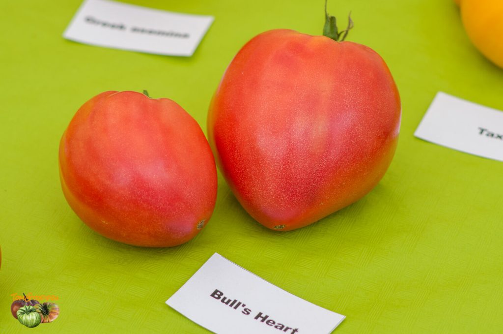 Tomate «Bull's Heart»: description de la variété avec photo, caractéristiques