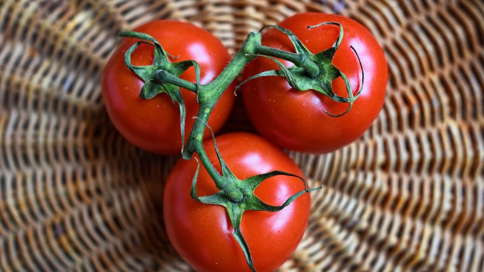 Tomate : comment le climat peut impacter la production