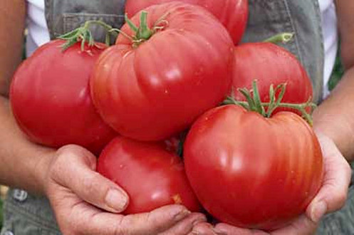Tomate « Lyubasha » : description et rendement de la variété