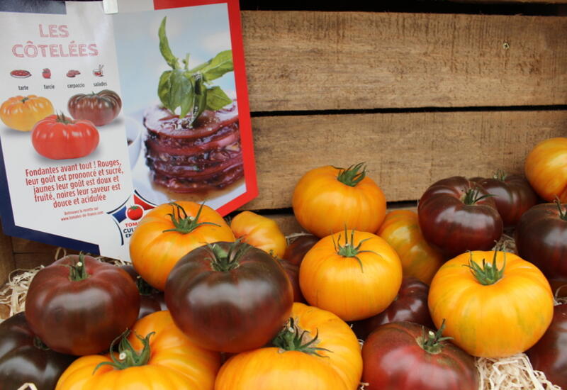 Tomate noire : les meilleures variétés et hybrides de tomates noires à planter en serre
