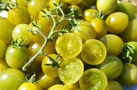 Tomate raisin douce : en savoir plus sur ce légume