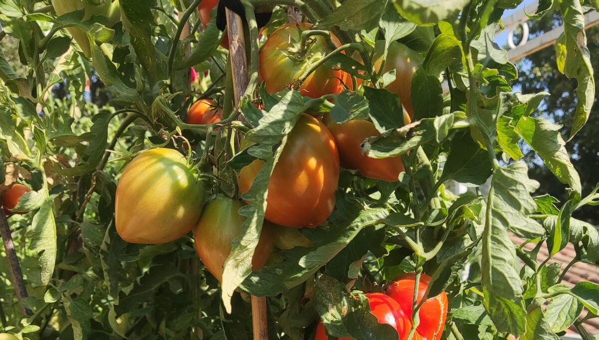 Tomates, poivrons et concombres dans le même jardin – que peut-on planter à proximité et comment cela affecte la récolte