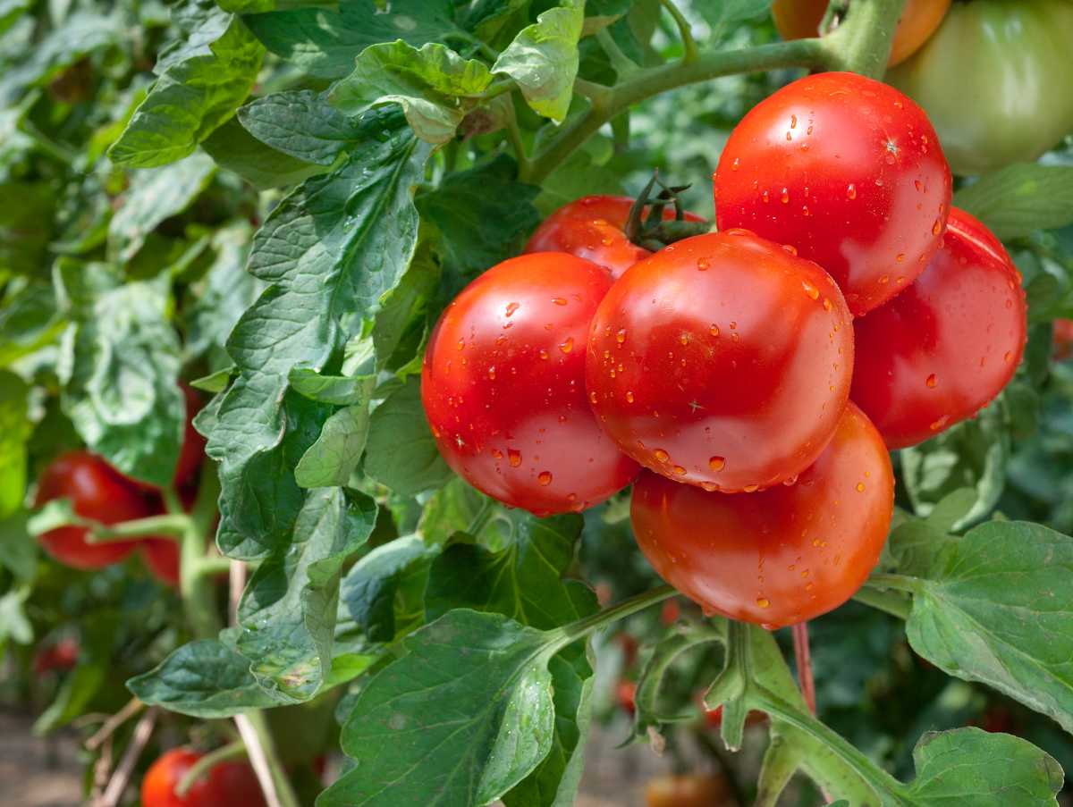 Trois, deux, un : comment, quand et pourquoi il faut bien former des tomates cultivées en plein champ ou en serre