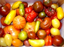 Trousse de premiers secours pour aider les résidents d'été : bon marché et utile – comment bien nourrir les tomates avec de l'iode pour la croissance des semis