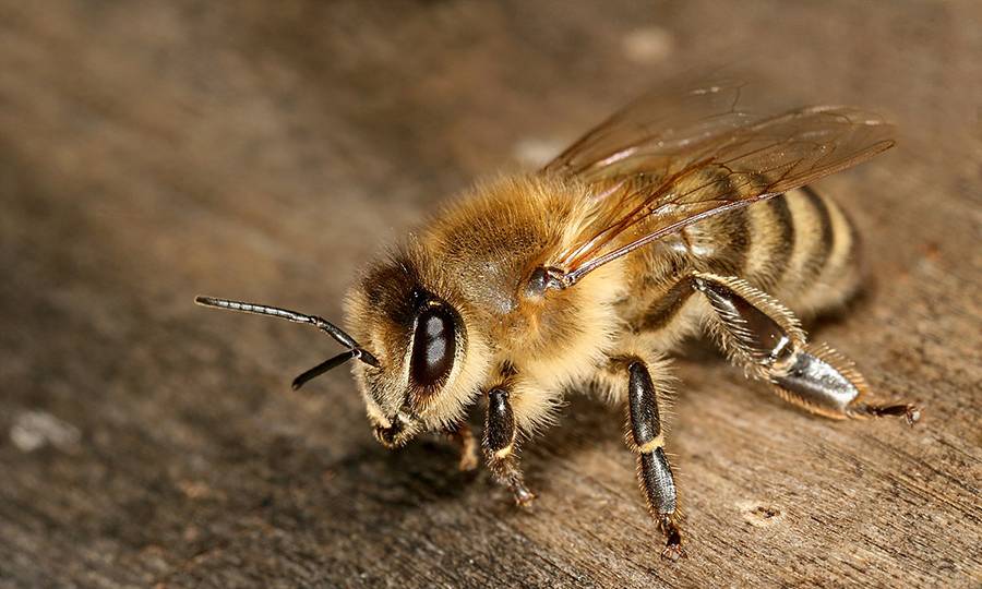 Types d’abeilles : voir les principales et leurs caractéristiques