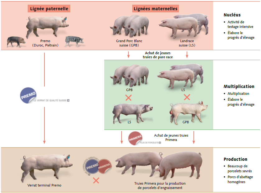 Types de BMVD pour porcs