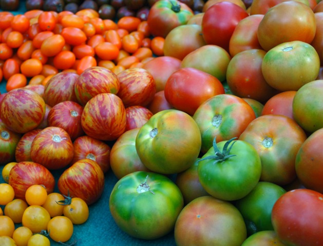 Types de tomates.  Classes et variétés.  Liste des meilleures tomates du monde