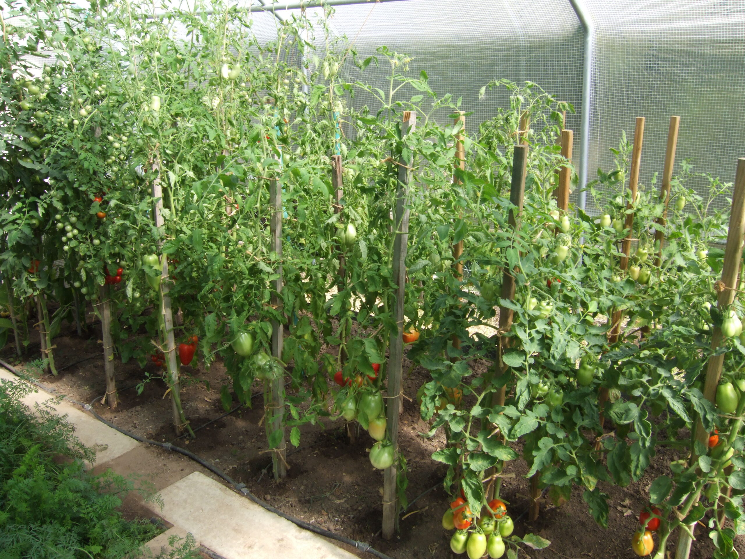 Un paillage de tomates correctement effectué est la clé d'une bonne récolte et d'économies de main d'œuvre