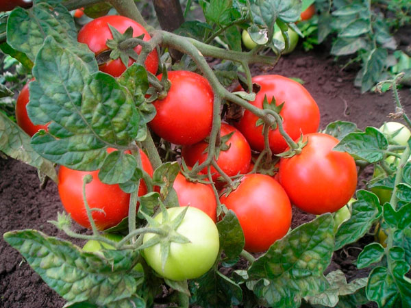 Variété de tomate « Verlioka » – une récolte garantie et de haute qualité en serre et en pleine terre
