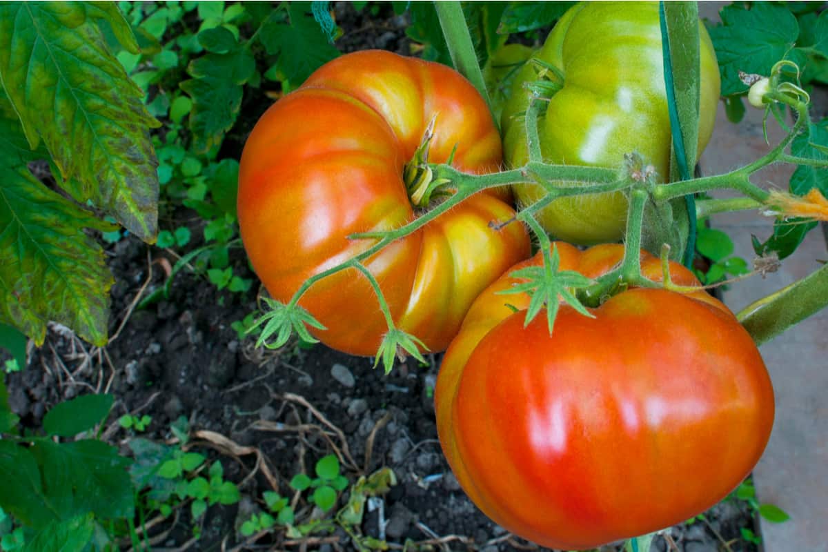 Variétés de tomates à haut rendement : laquelle préférer ?