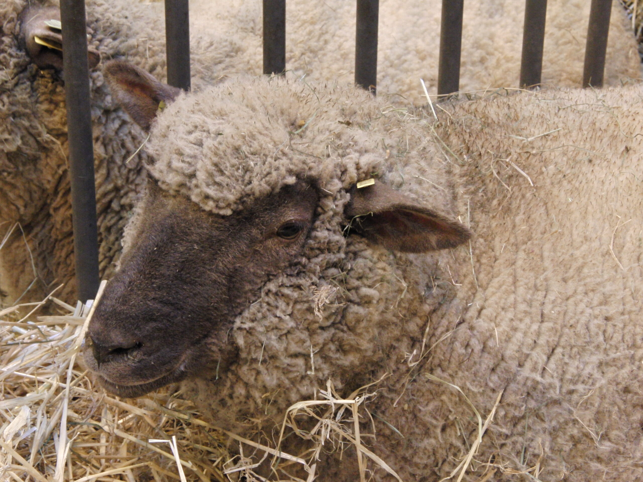 Vendée sheep