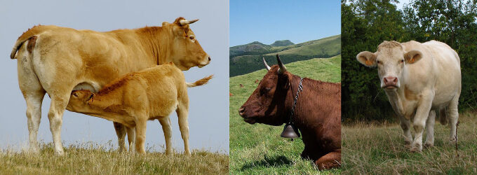 Viande et race laitière de vaches Alatau