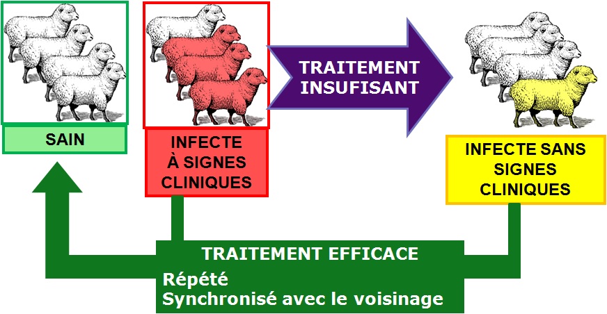 Virus de la variole chez les ovins et caprins : caractéristiques de l'agent pathogène, mesures de contrôle et de prévention