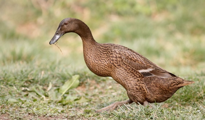 Duck Indian Runner