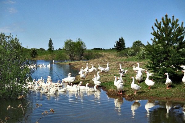 Yadda za a kiyaye da kuma haifuwa Danish Legart geese?