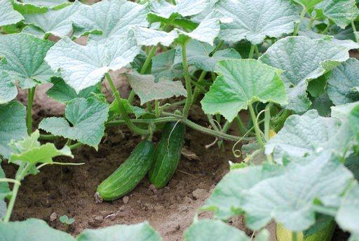 Abin da za a dasa tare da cucumbers a cikin wani greenhouse da kuma bude filin?