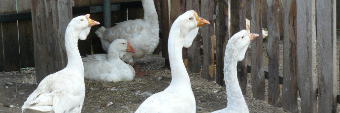 Bayanin Kholmogory geese