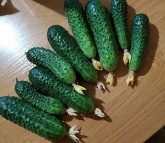 Cucumbers a cikin bunches: mafi yawan iri iri da hybrids na bunch cucumbers don greenhouses da bude ƙasa