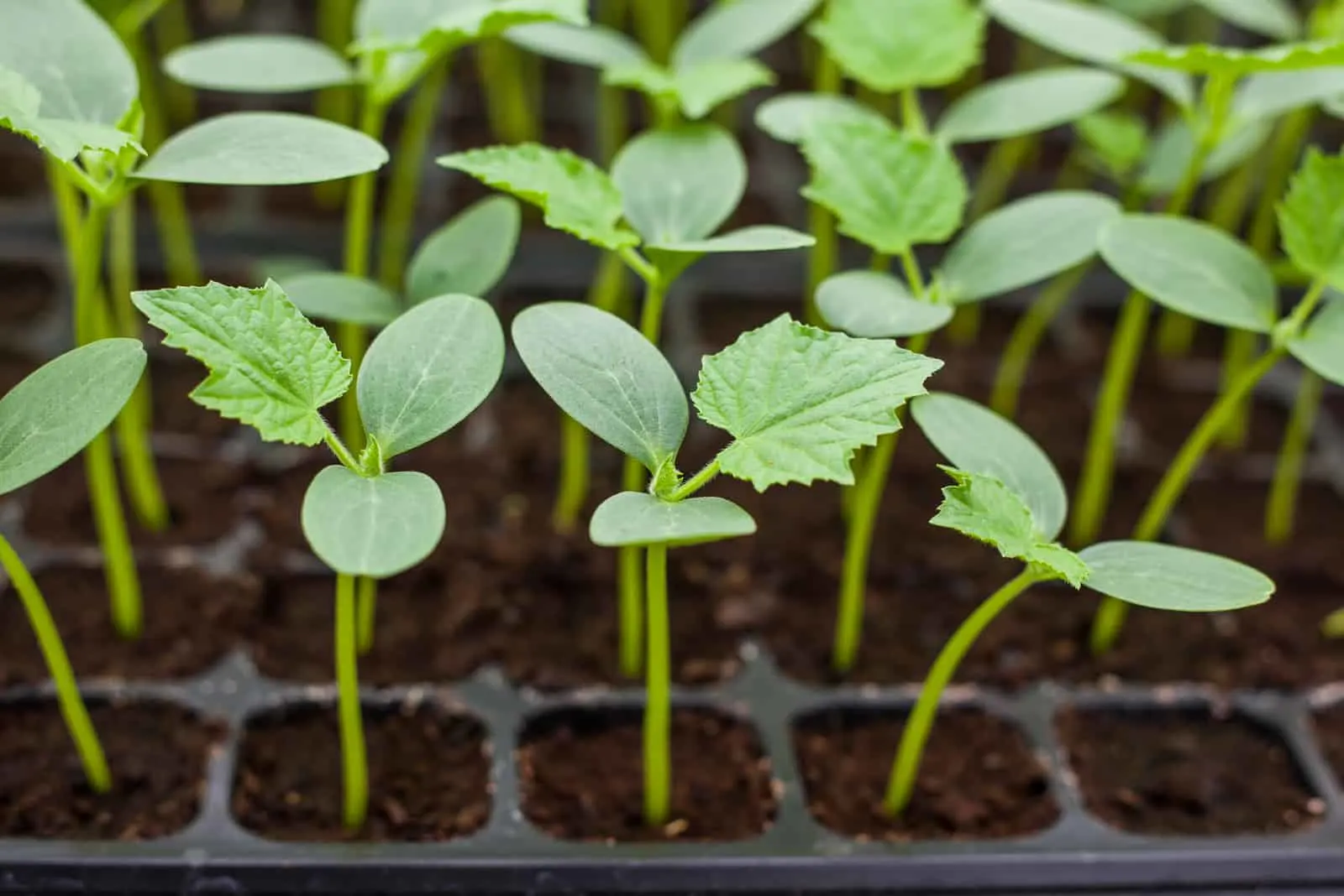 Duk asirin girma seedlings na cucumbers: ga greenhouse da windowsill