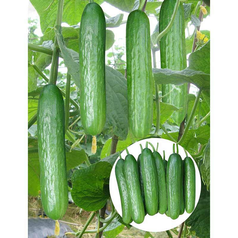 Duk game da girma cucumbers a cikin jaka