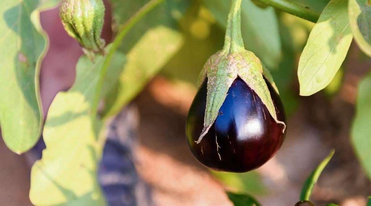 Girma eggplant seedlings