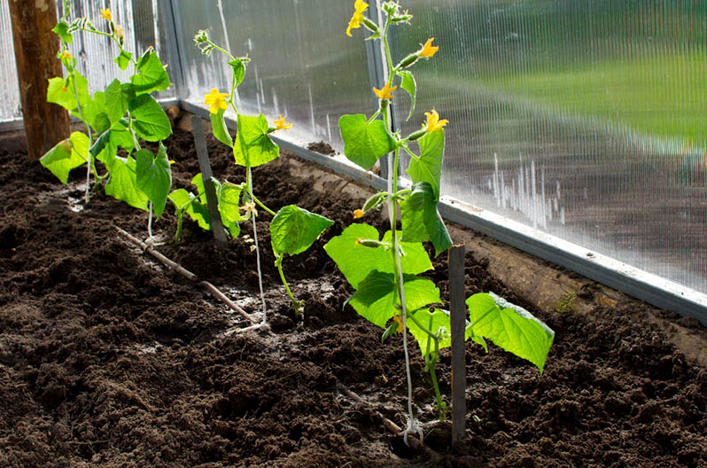 Greenhouse don cucumbers: polycarbonate, gilashin ko fim, wanne ya fi kyau?
