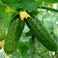 Iri-iri na cucumbers don dasa shuki a cikin greenhouse da bude ƙasa: yadda za a zabi nau'in cucumbers iri-iri don kada a yi takaici.