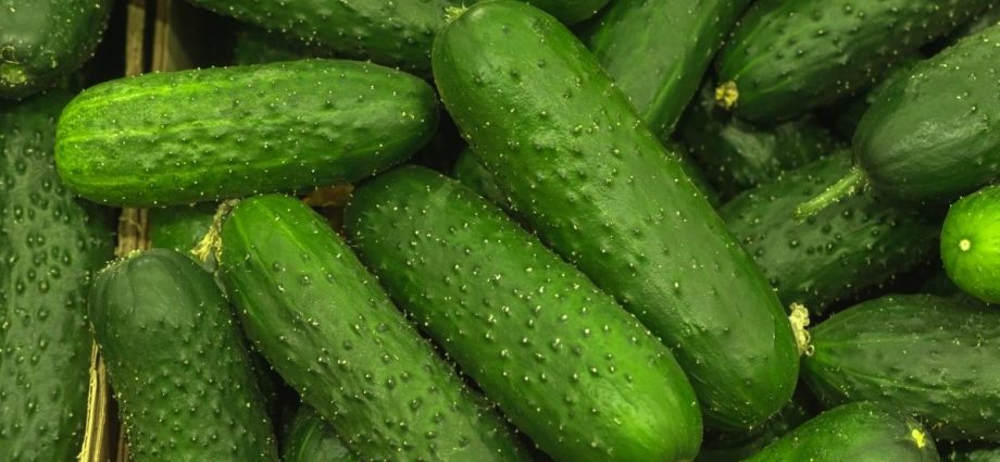 Mafi kyawun pickling cucumbers don buɗe ƙasa da greenhouses: zabar mafi kyawun iri da hybrids na cucumbers