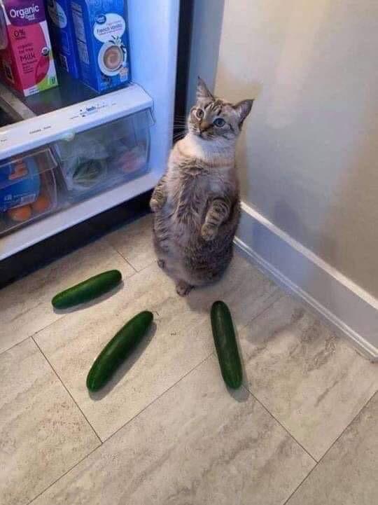Me yasa cats suke tsoron cucumbers?