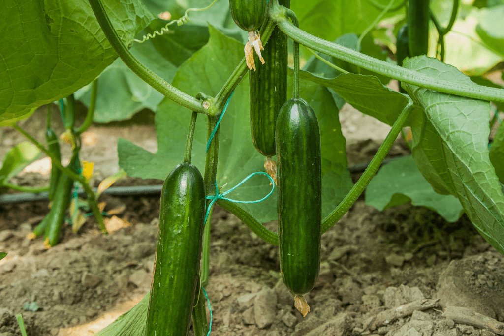 Me yasa cucumbers ba sa girma a cikin greenhouse kuma abin da za a yi?