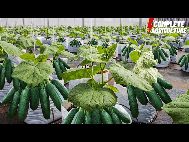 Muna zaɓar cucumbers iri-iri don greenhouse